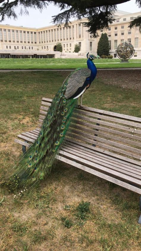 A peacock on a bench