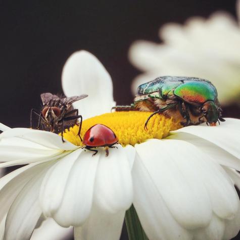 Bugs on a daisy