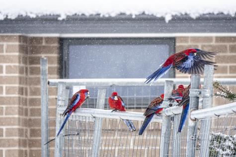 crimson rosellas birds gathered on a fence for their feed