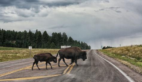 2 buffalos crossing a road
