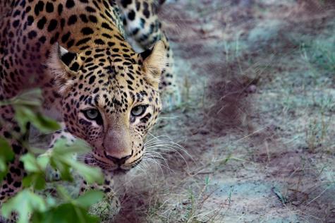 A fierce leopard