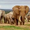 Wildlife elephants