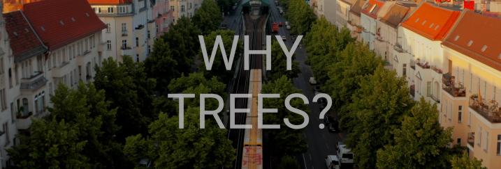 "Why trees?" on city trees view