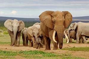 Wildlife elephants