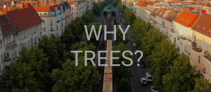 Why trees