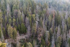 Forest degradation - aerial photo